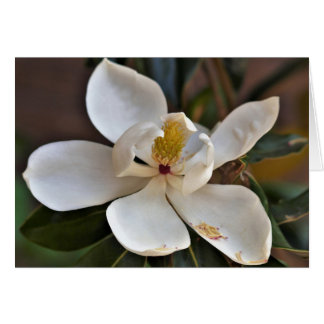 Magnolia Angel Card
