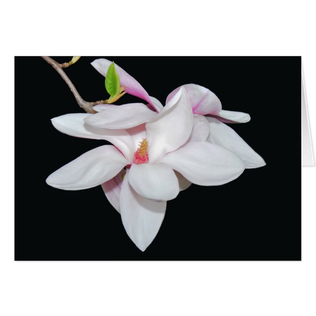 Magnolia blanche (Devant horizontal)