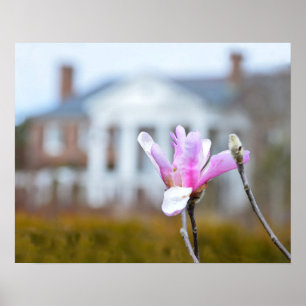 Magnolia Bloom at Boone Hall, South Carolina Poster