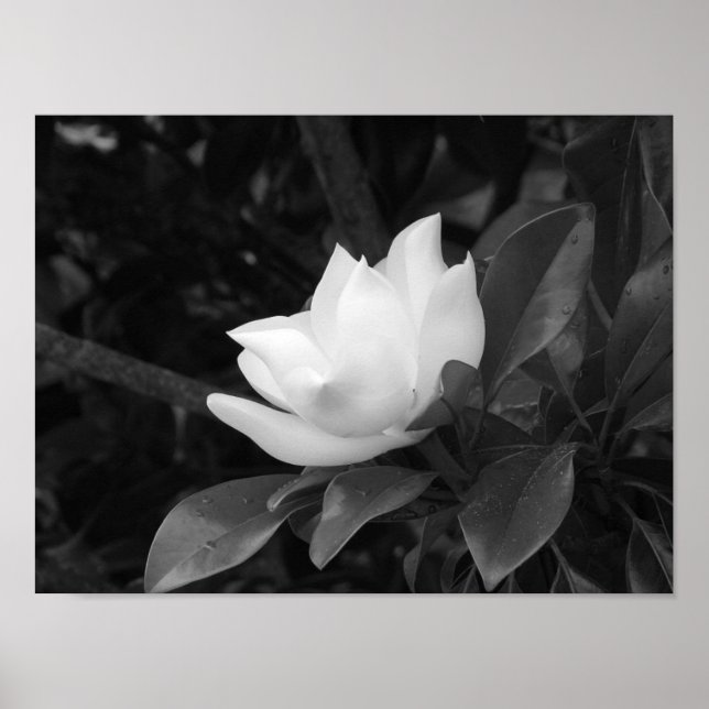 Magnolia Bloom Poster (Front)