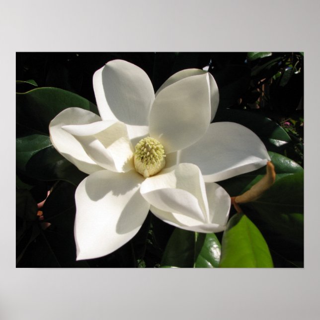 Magnolia Bloom Poster (Front)