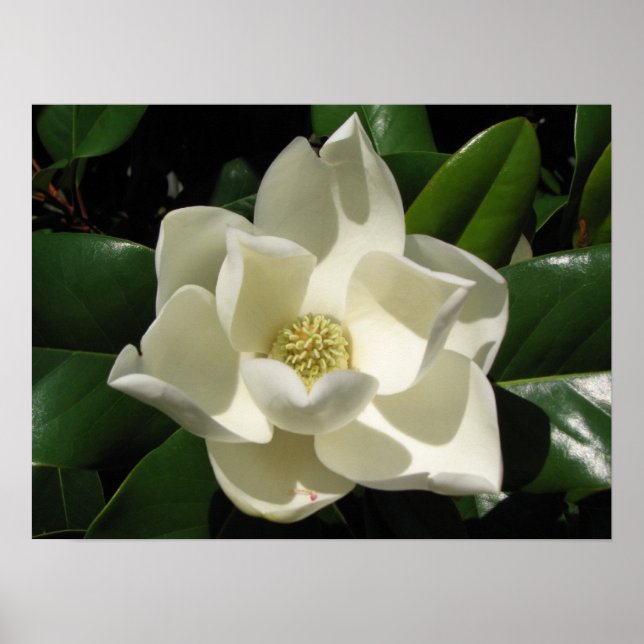 Magnolia Bloom Poster (Front)