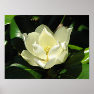 Magnolia Bloom Poster