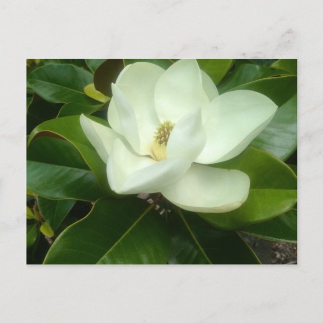 Magnolia Bloom Savannah Georgia Postcard (Front)