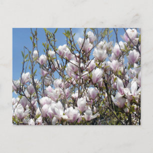 Magnolia Blooms In Spring Postcard