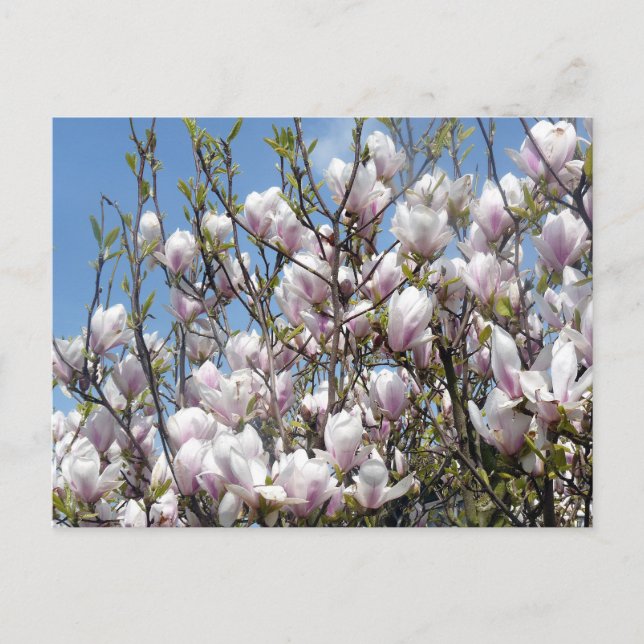 Magnolia Blooms In Spring Postcard (Front)