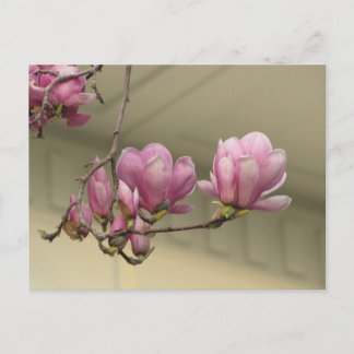 Magnolia Blooms Postcard
