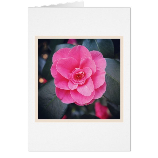 Magnolia blossom (Devant)