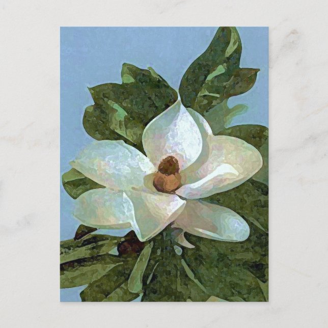 Magnolia Blossom Flower Postcard (Front)