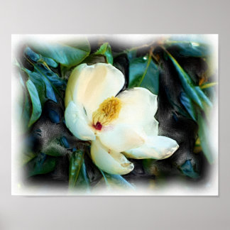 Magnolia Blossom Oil Painting Digital Art Poster