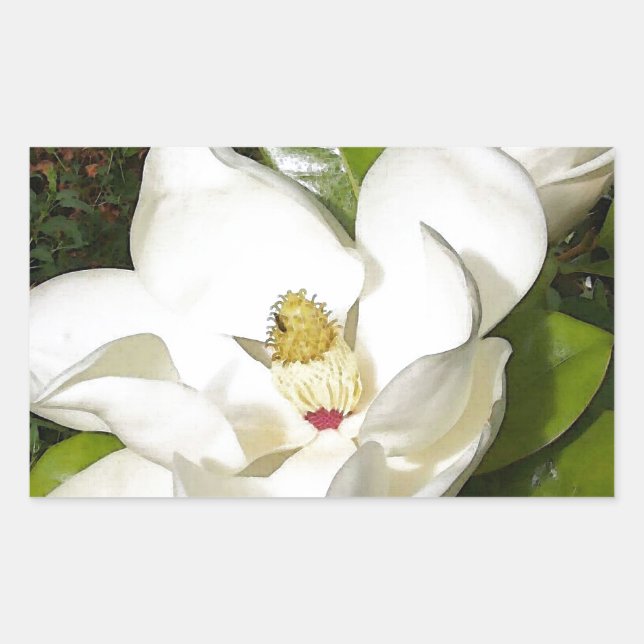 Magnolia Blossom Sticker (Front)