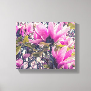 Magnolia Blossoms Canvas Print