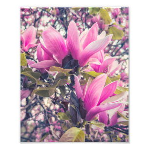 Magnolia Blossoms Photo Print