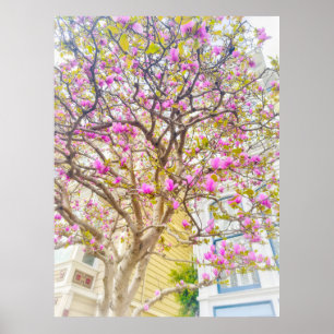 Magnolia Blossoms Poster