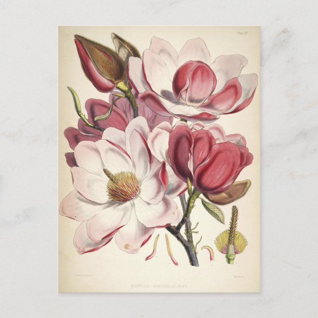 Magnolia - Botanicals Collection Postcard (Front)