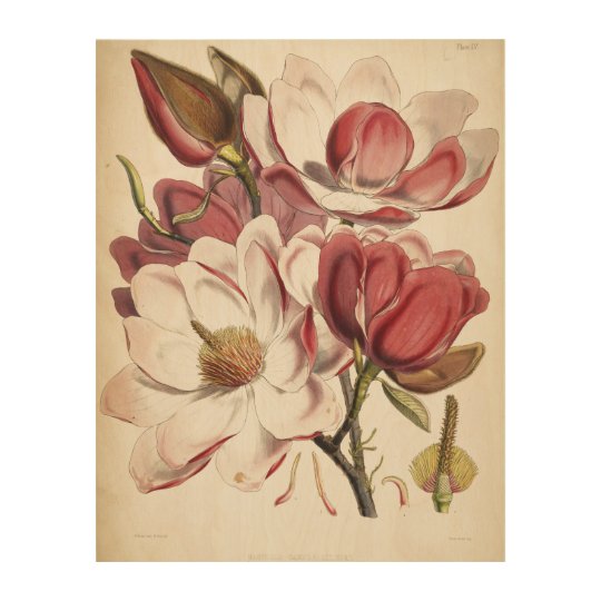 Magnolia - Botanicals Collection Wood Wall Decor