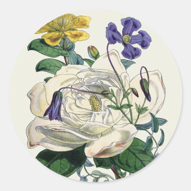 Magnolia Botanique vintage Imprimer - Sticker (Devant)
