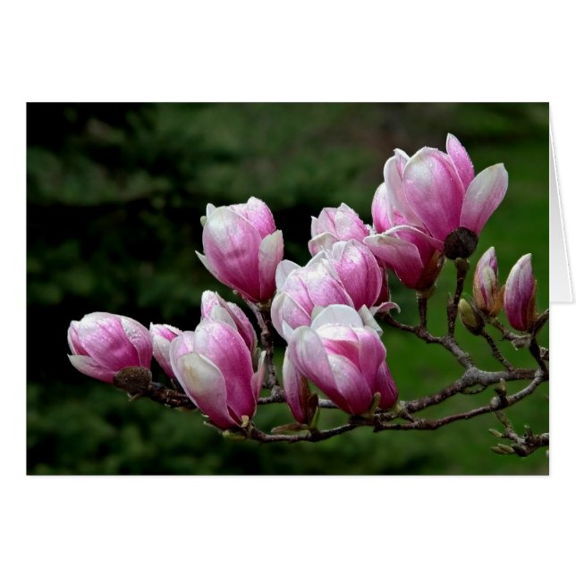 Magnolia Branch (Front Horizontal)