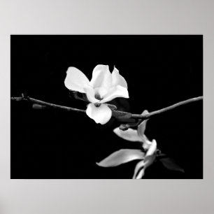 Magnolia Branch Poster