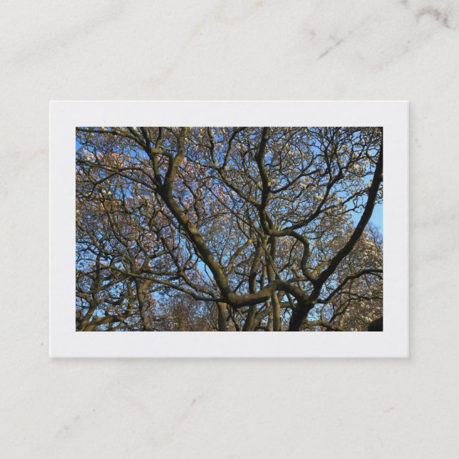 Magnolia Branches in Early Spring (Bordered) Business Card (Front)