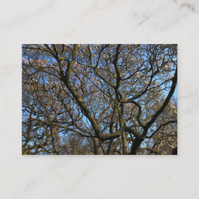 Magnolia Branches in Early Spring Business Card (Front)