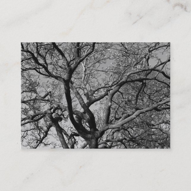 Magnolia Branches in Early Spring Business Card (Front)