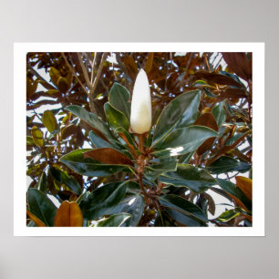 Magnolia Bud Poster