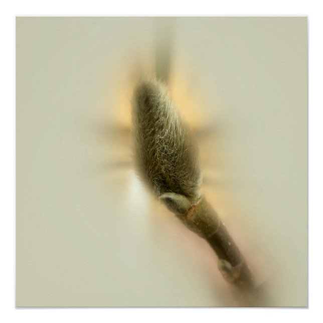 magnolia bud poster (Front)