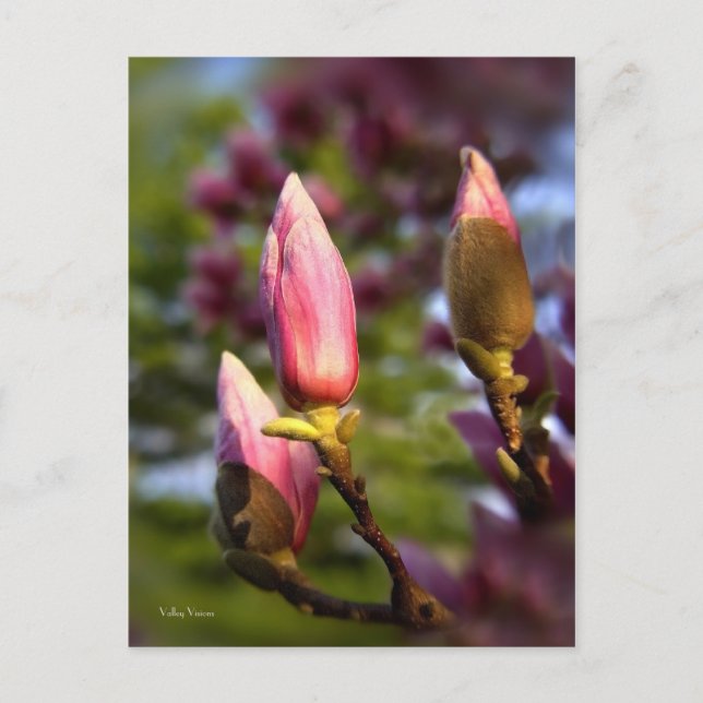 Magnolia Buds Postcard (Front)