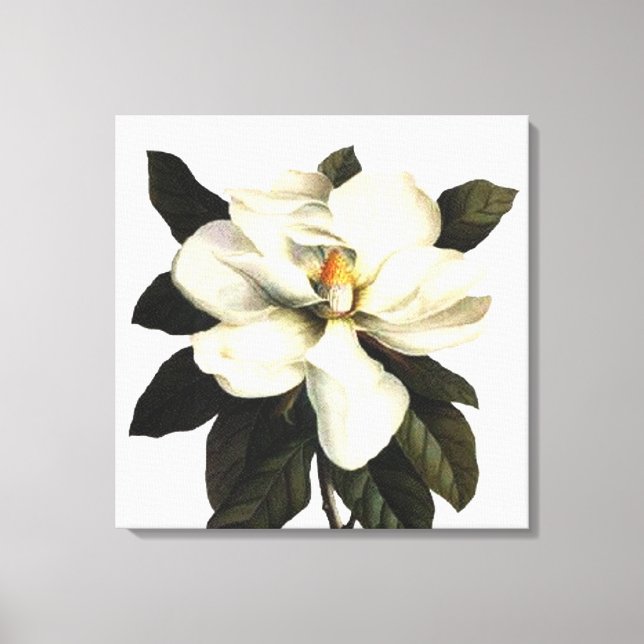 Magnolia Canvas Print (Front)