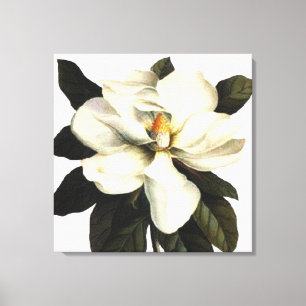 Magnolia Canvas Print