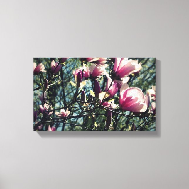 Magnolia Canvas Print (Front)