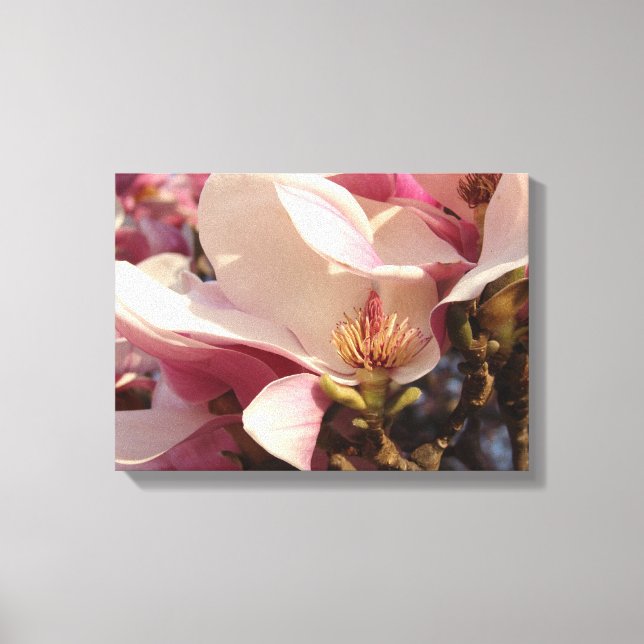 Magnolia Canvas Print (Front)