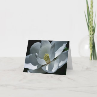 Magnolia - carte