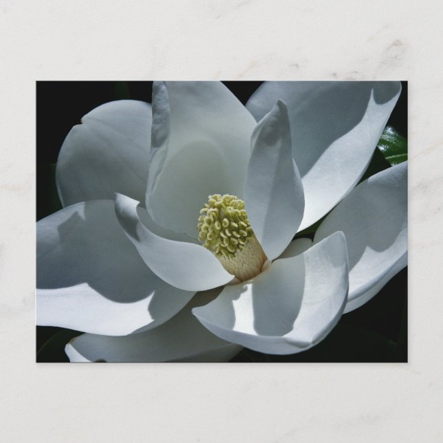 Magnolia - Carte postale (Devant)