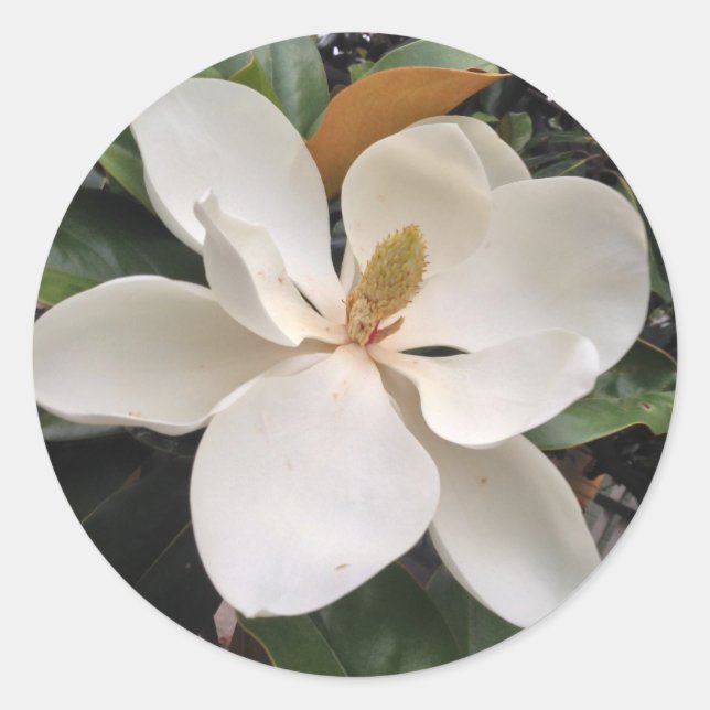 Magnolia Classic Round Sticker (Front)