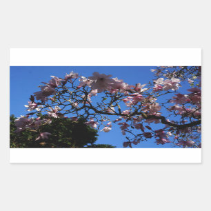 Magnolia dawsoniana #1-3 Stickers