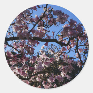 Magnolia dawsoniana #3 Stickers
