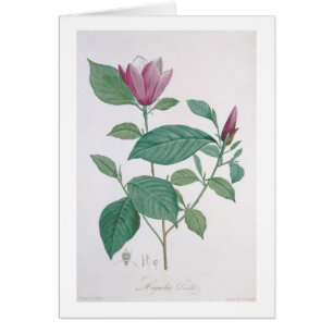 Magnolia discolour, engraved by Legrand (colour