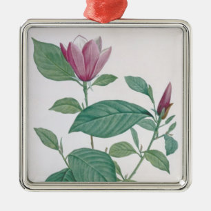 Magnolia discolour, engraved by Legrand (colour Metal Ornament