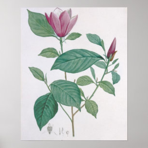 Magnolia discolour, engraved by Legrand (colour Poster