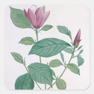 Magnolia discolour, engraved by Legrand (colour Square Sticker