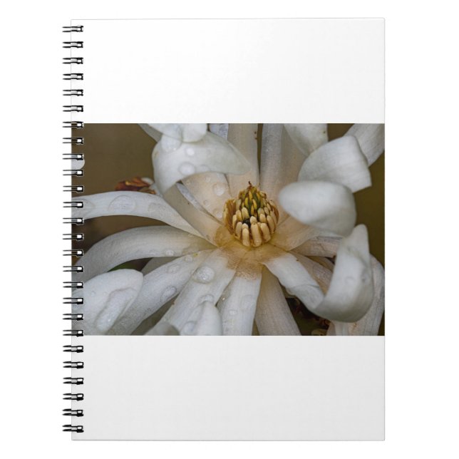 Magnolia étoilé notebook (Front)