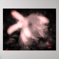 Magnolia Flower Black And White High Contrast