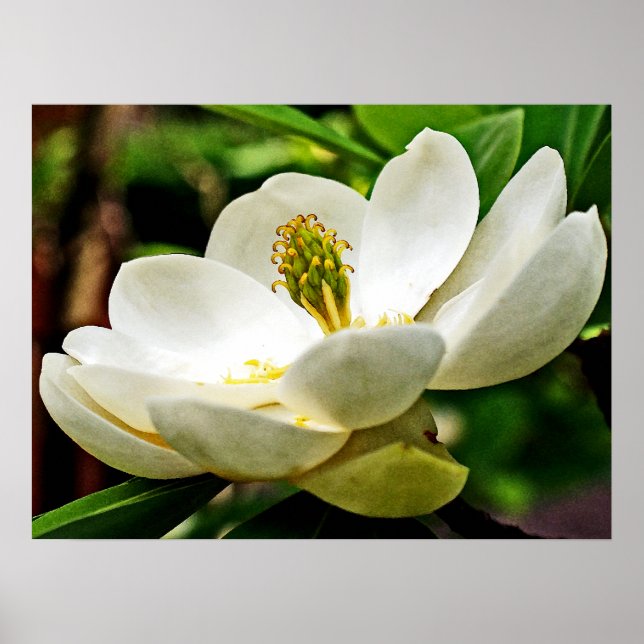Magnolia Flower Close Up Poster (Front)