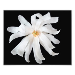 Magnolia Flower on Black Photo Print