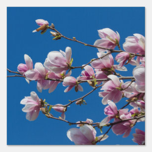 magnolia flower on tree   garden sign