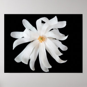 Magnolia Flower Poster