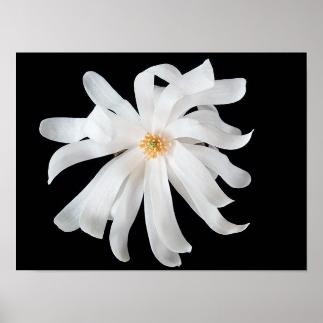 Magnolia Flower Poster (Front)