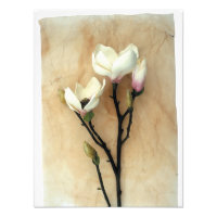 Magnolia Flower Stylish photography